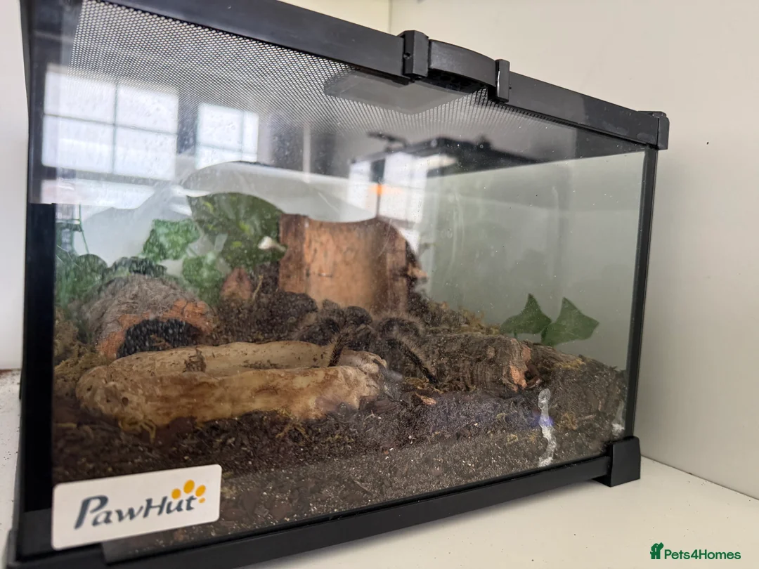 Tarantulas invertebrates for sale: Male Tliltocatl albopilosus Tarantula  in Hartlepool - Advert 3