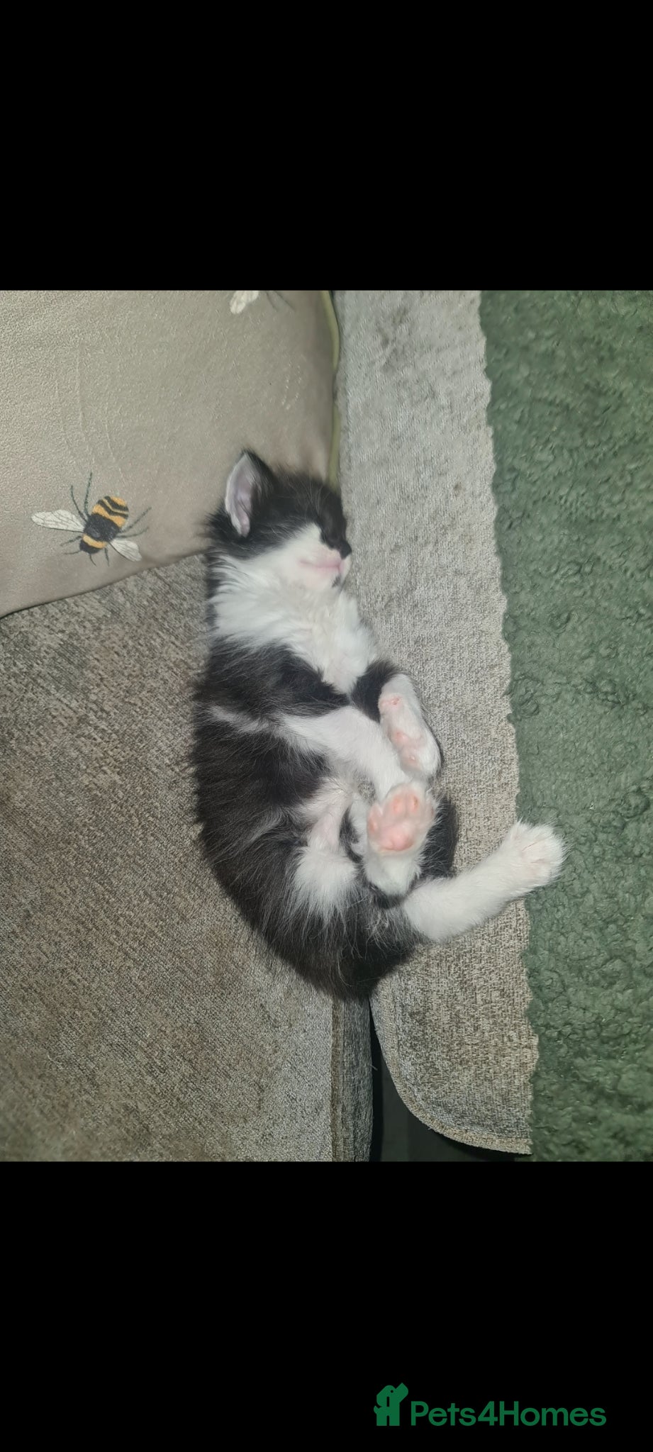 Mixed Breed cats for sale: Fabulous trio  - Advert 9