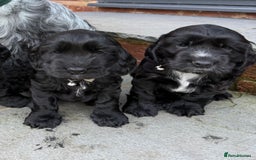 Cocker Spaniel dogs for sale: Show cocker spaniel  - Advert 1