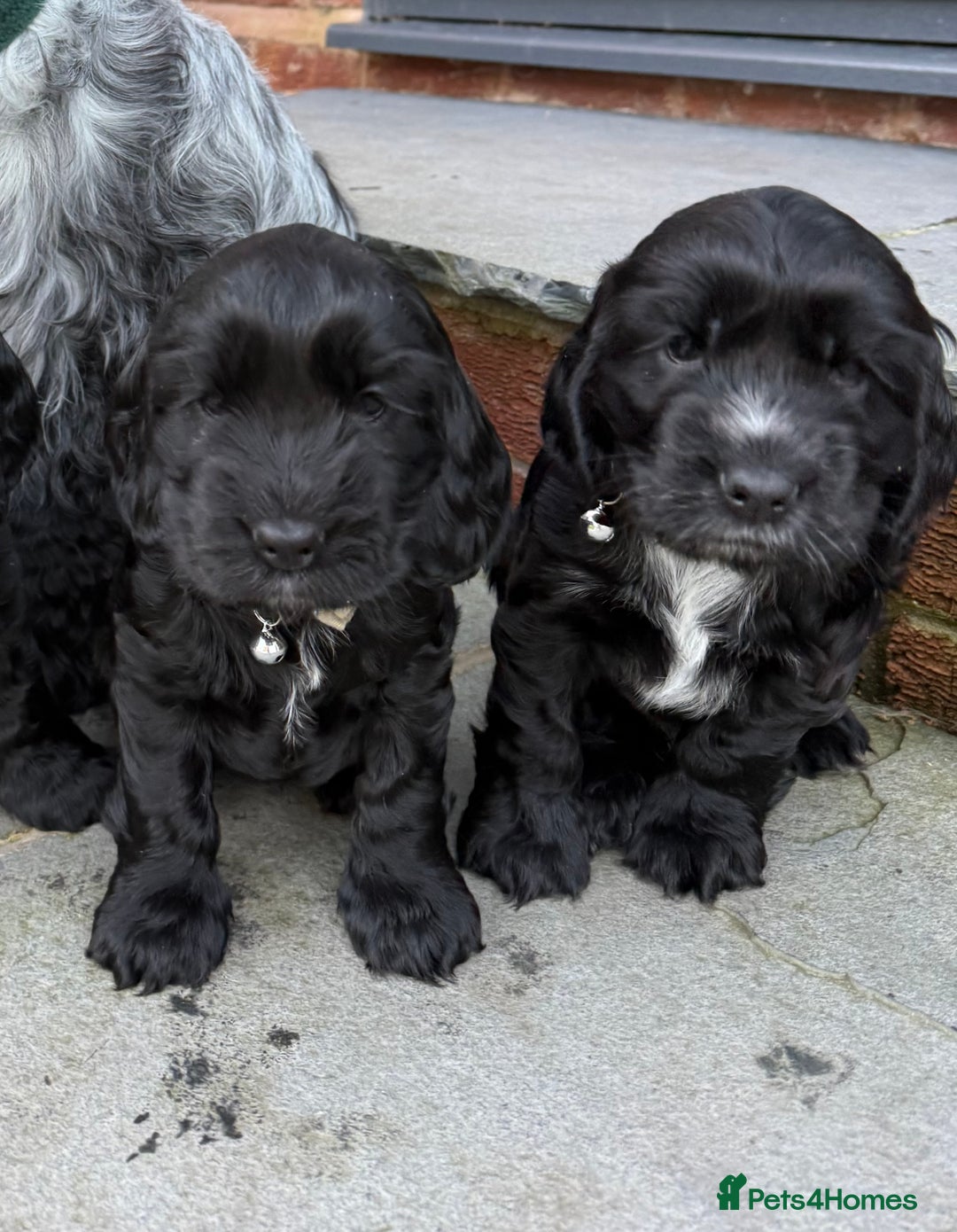 Cocker Spaniel dogs for sale: Show cocker spaniel  - Advert 1