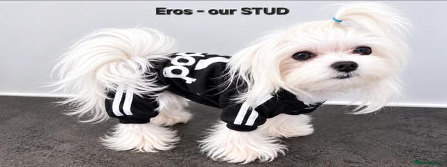 Eros