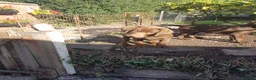 Labrador Retriever dogs for sale: Adorable KC Reg Labrador puppies  - Advert 17