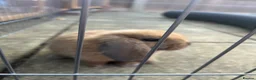 Mini Lop rabbits for sale: Male mini lop - Advert 2