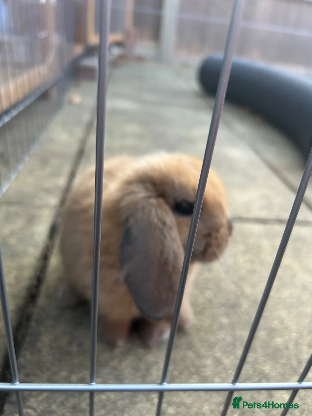 Mini Lop rabbits for sale: Male mini lop - Advert 2