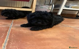 Mixed Breed dogs for sale: Hungarian puli cross miniature poodle puppies - Image 6