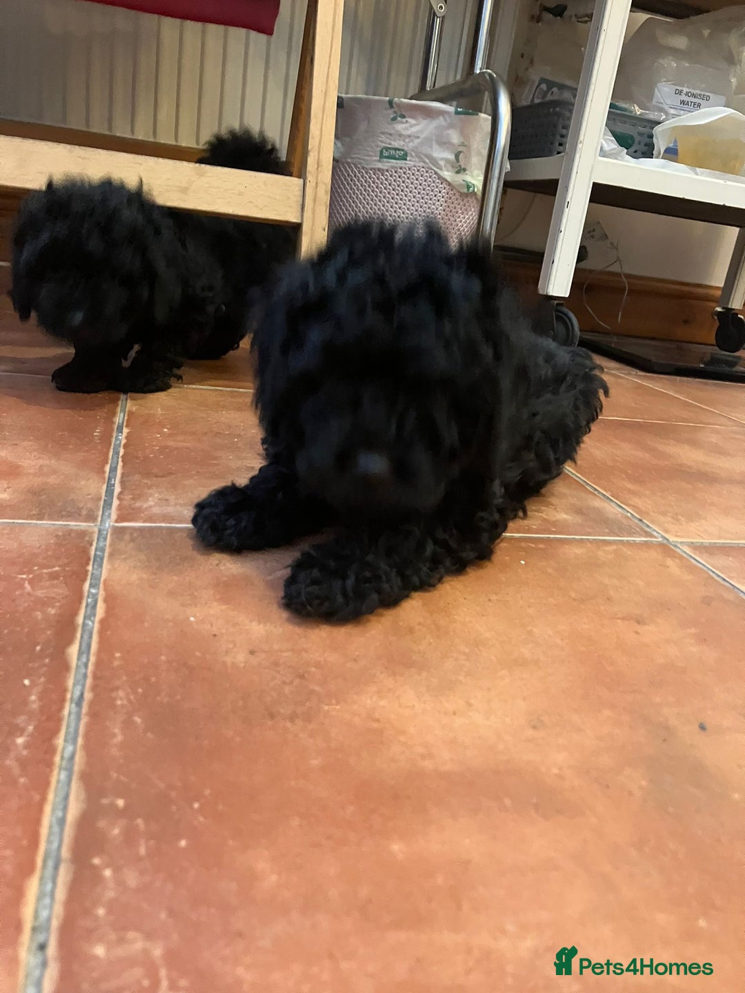 Mixed Breed dogs for sale: Hungarian puli cross miniature poodle puppies - Image 6