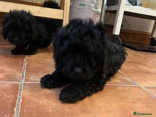 Mixed Breed dogs - Advert 7