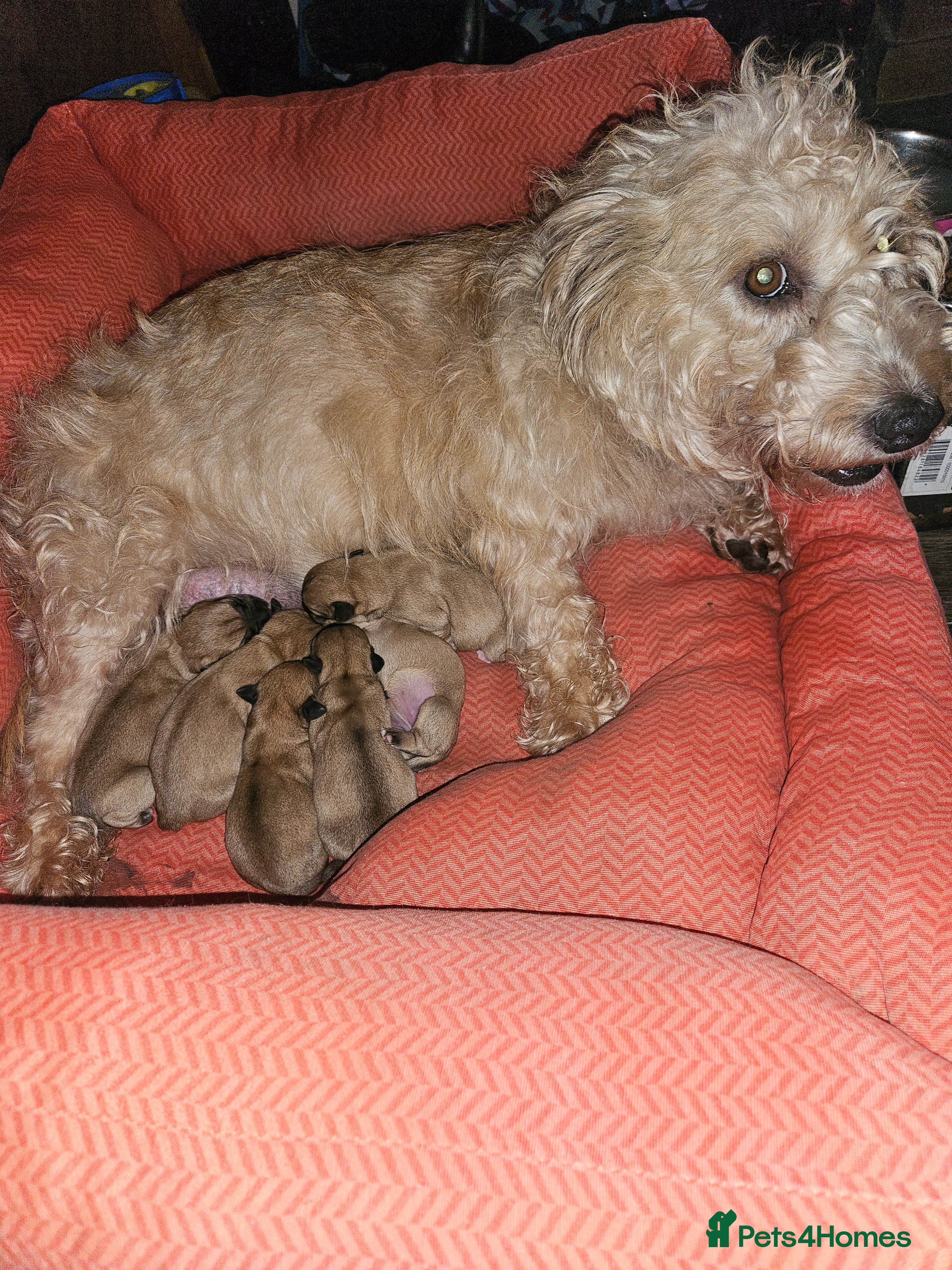 Glen of Imaal Terrier dogs Maximum dog in minimum frame! - Advert 1