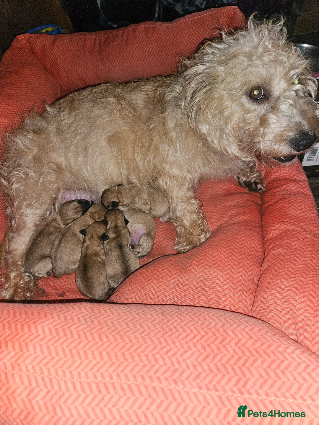 Glen of Imaal Terrier dogs for sale: Maximum dog in minimum frame! - Advert 5