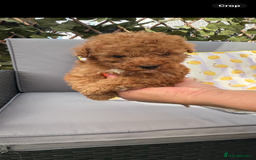 Poodle dogs for sale: Toy poodle puppies for sale  - Image 5