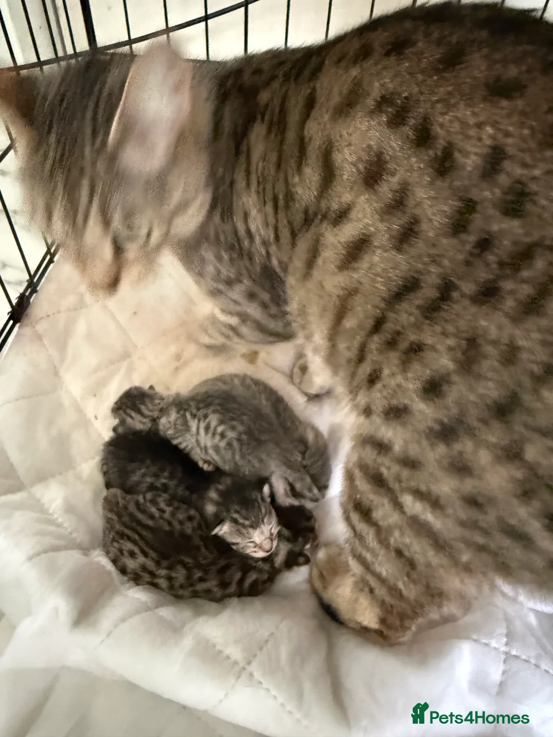 Savannah cats for sale: Striking savannah kittens silver & black/gold - Advert 15