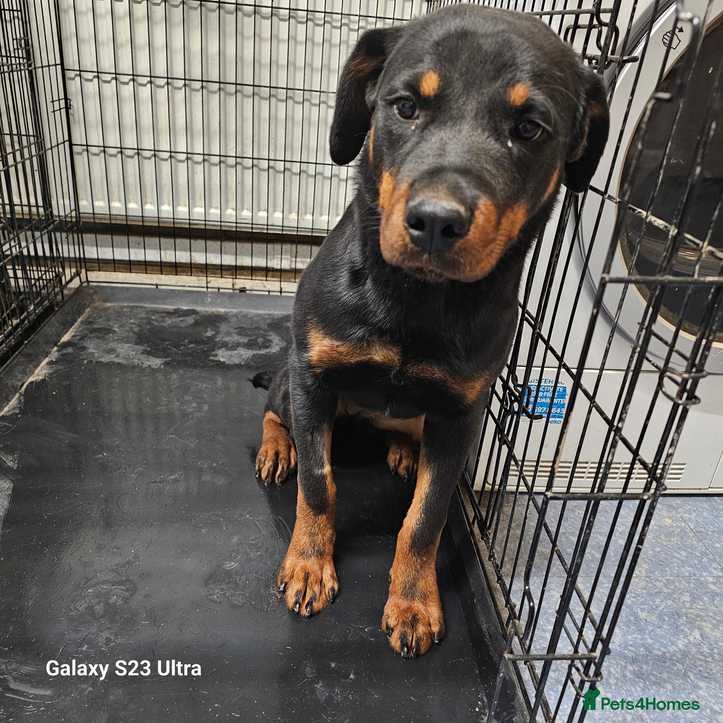 Rottweiler dogs 6 month old female rottweiler  - Advert 4