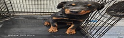 Rottweiler dogs for sale: 6 month old female rottweiler  - Advert 1