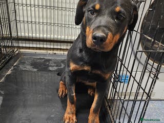 Rottweiler dogs 6 month old female rottweiler - Advert 4