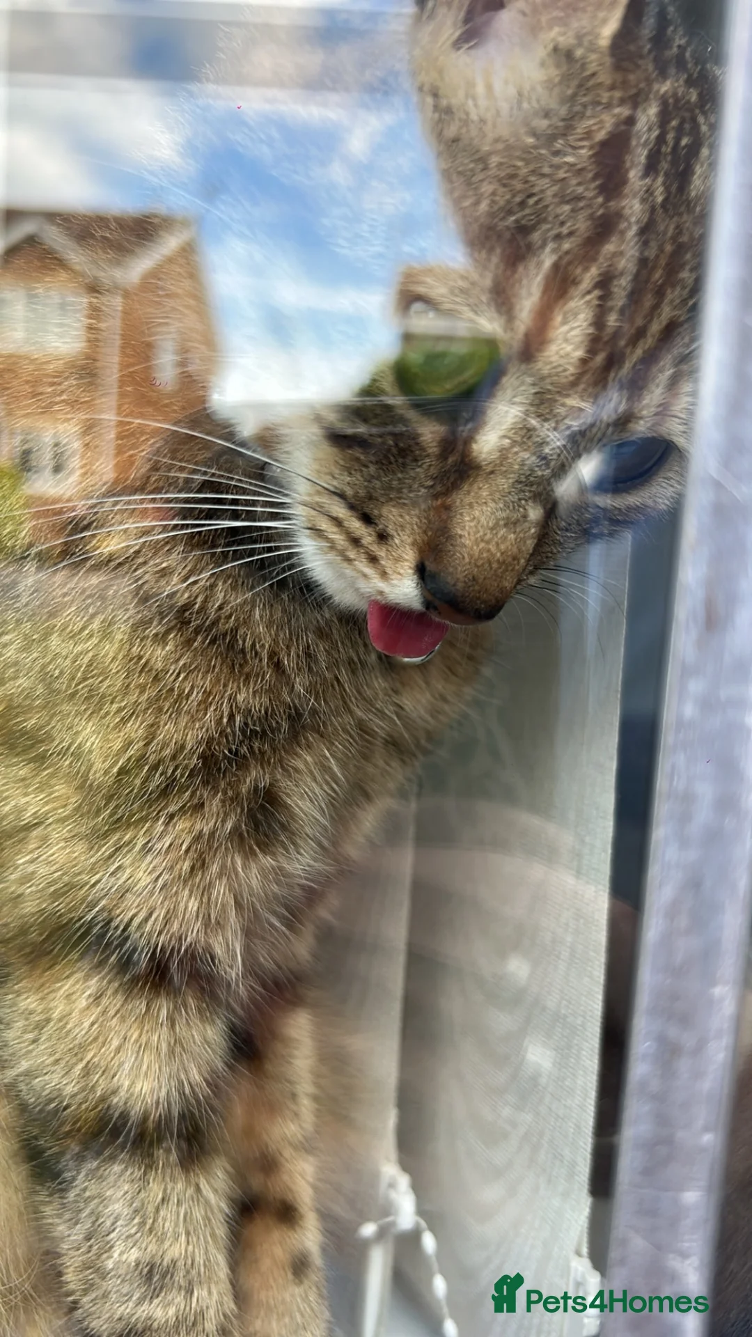 Mixed Breed cats for sale: Sister cats for sale  in Doncaster - Advert 2