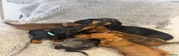 Miniature Dachshund dogs for sale: Beautiful minature dachshunds  - Advert 2