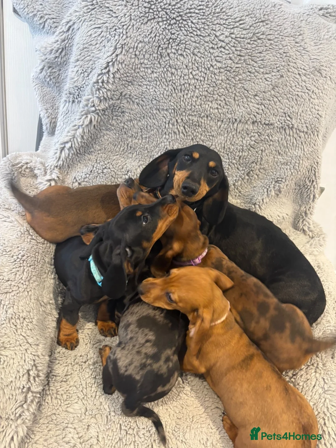 Miniature Dachshund dogs for sale: Beautiful minature dachshunds  - Advert 2