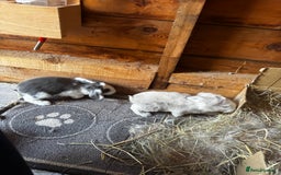 French Lop rabbits for sale: 🩵Stunning litter pure bred blue eye French lops🩵 - Image 17