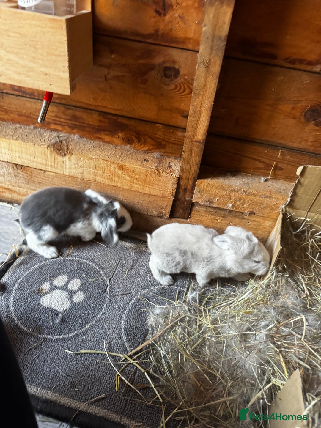 French Lop rabbits for sale: 🩵Stunning litter pure bred blue eye French lops🩵 - Image 17