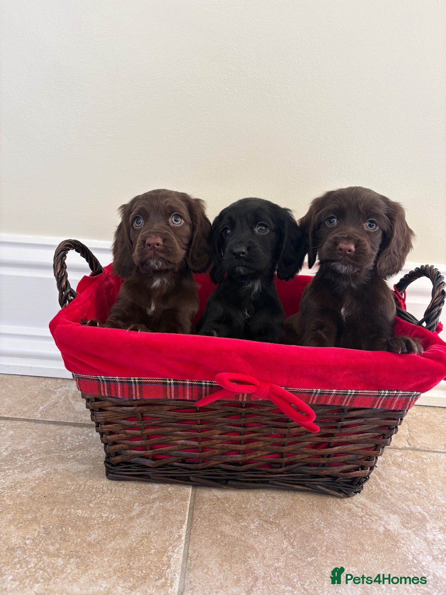 Cocker Spaniel dogs Beautiful cocker spaniel puppies  - Advert 1