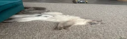 Ragdoll cats for sale: Ragdoll kitten  in London - Advert 10