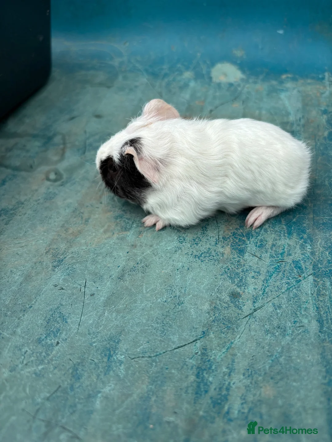 Guinea Pig rodents for sale: Guinea Pigs looking for their forever home - Advert 2