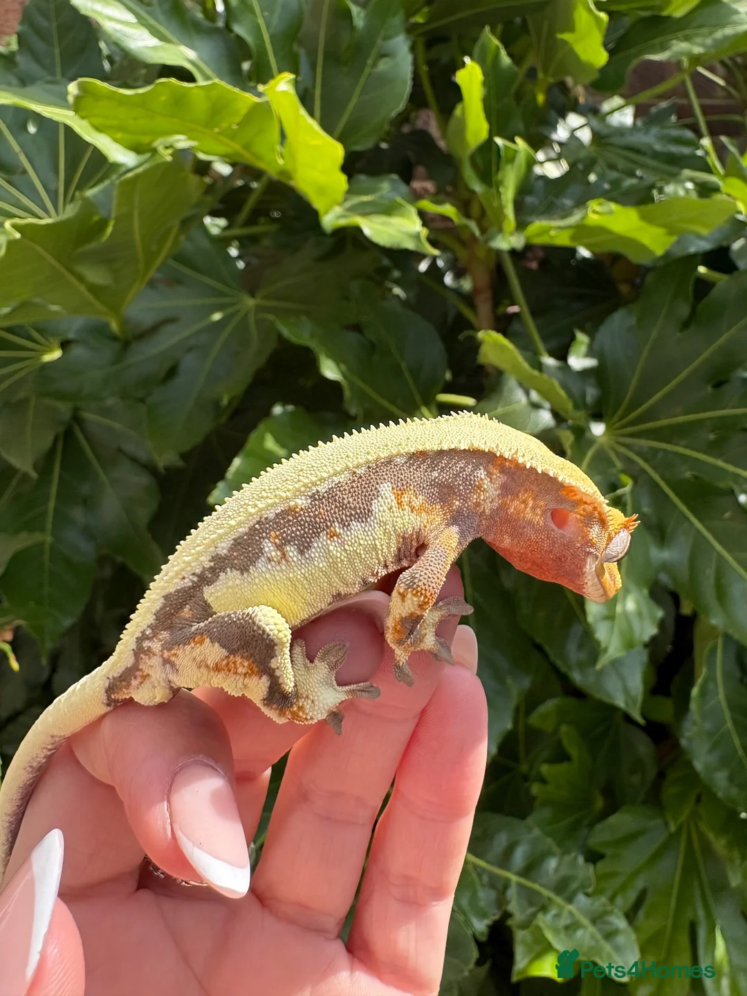 Gecko reptiles for sale: Lily white crested gecko  - Advert 2