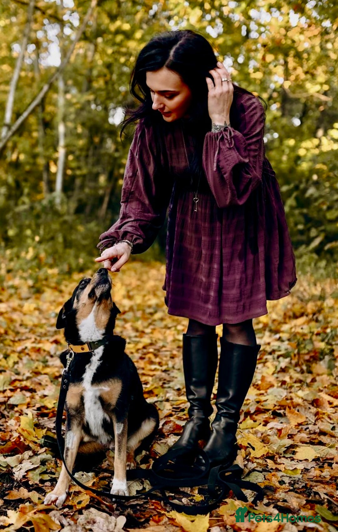 German Shepherd dogs for adoption: 🐾 POPPY – Female German Shepherd - Advert 8