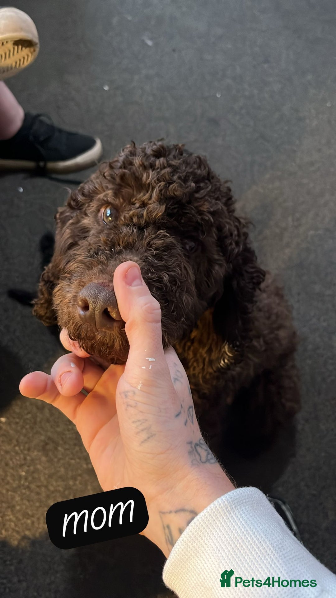 Cockapoo dogs for sale: 3 x Cockapoo Puppy’s For Sale - Advert 2