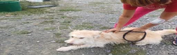 Mixed Breed dogs for adoption: 🐾💛 EMILY – A GENTLE SOUL FOR A LOVING HOME 💛🏡 - Advert 12