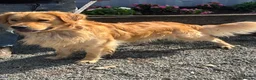 Golden Retriever dogs for sale: Dark Golden Retriever Puppies in Bradford - Advert 3