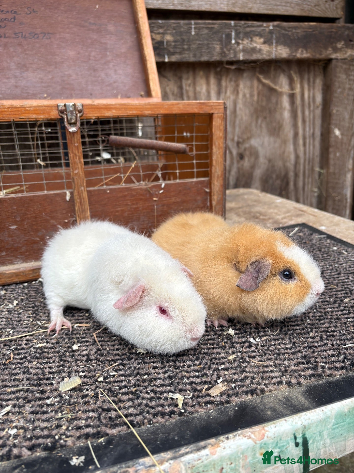 Guinea Pig rodents Teddy Guinea pigs - Advert 2