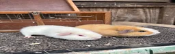 Guinea Pig rodents for sale: Teddy Guinea pigs - Advert 1