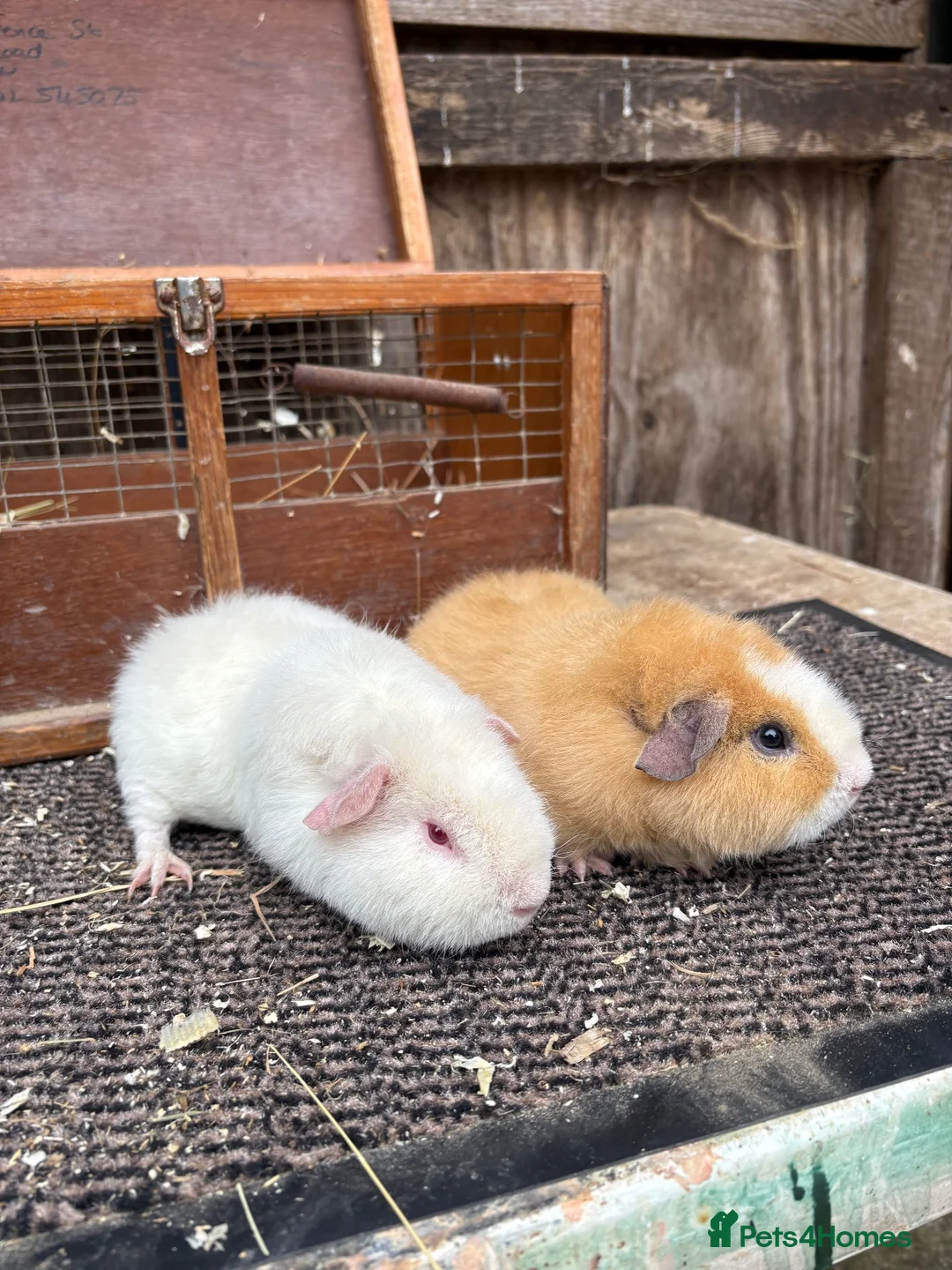 Guinea Pig rodents for sale: Teddy Guinea pigs - Advert 1