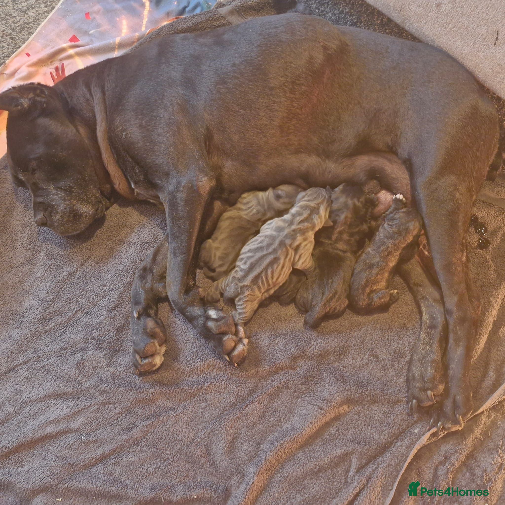 Cane Corso dogs 💜 IMPRESSIVE FULL PEDIGREE CANE CORSO LITTER 💜 - Advert 1
