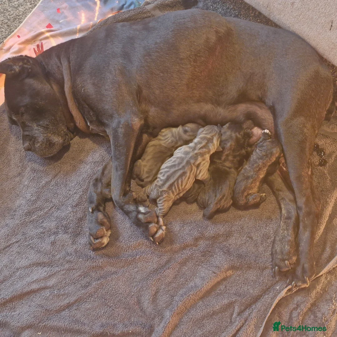 Cane Corso dogs for sale: 💜 IMPRESSIVE FULL PEDIGREE CANE CORSO LITTER 💜 - Advert 1