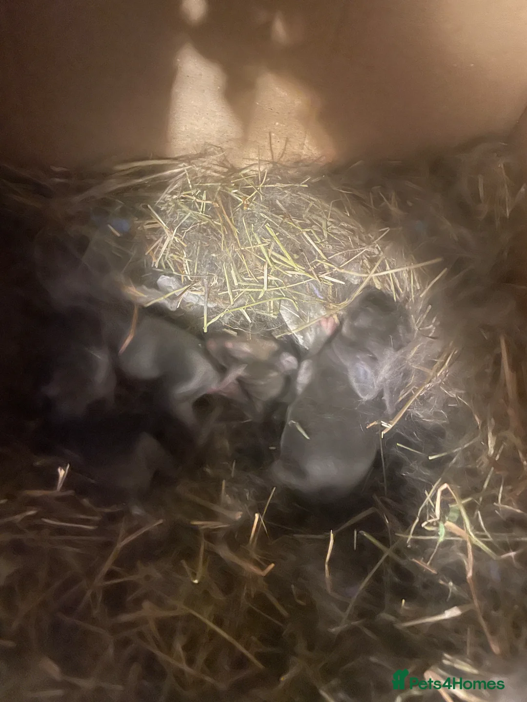 Rex rabbits for sale: 6 babies Rex Rabbits in Peterborough - Advert 1