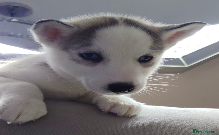 Siberian Husky dogs - Advert 1