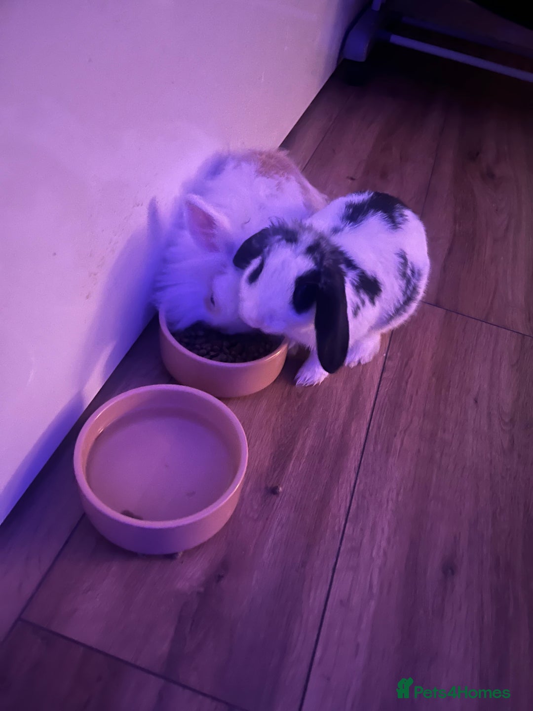 Lionhead rabbits for sale: Loving, cuddly rabbit for sale - Image 5