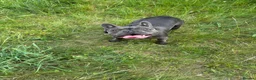 French Bulldog dogs for stud: Blue french bull dog Available for STUD - Advert 3