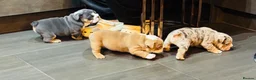English Bulldog dogs for sale: 🐾 Stunning Pedigree EB puppies Top Rare Shades 🐾 in Stoke-on-Trent - Advert 24