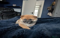 Japanese Shiba Inu dogs for sale: Lovely Shiba Inu Puppies, Last One Left - Advert 11