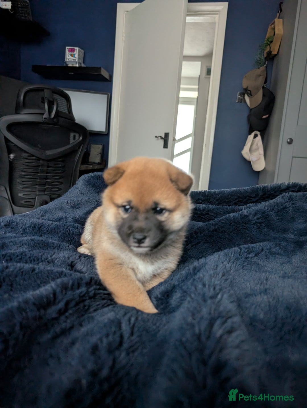 Japanese Shiba Inu dogs for sale: Lovely Shiba Inu Puppies, Last One Left - Advert 11