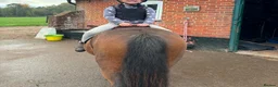 Welsh Section A horses for sale: Gizmo the ultimate children’s pony  in Dereham - Advert 9