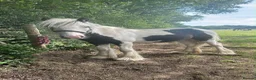 Irish Cob horses for sale: Patch yearling cob colt  in Luton - Advert 2
