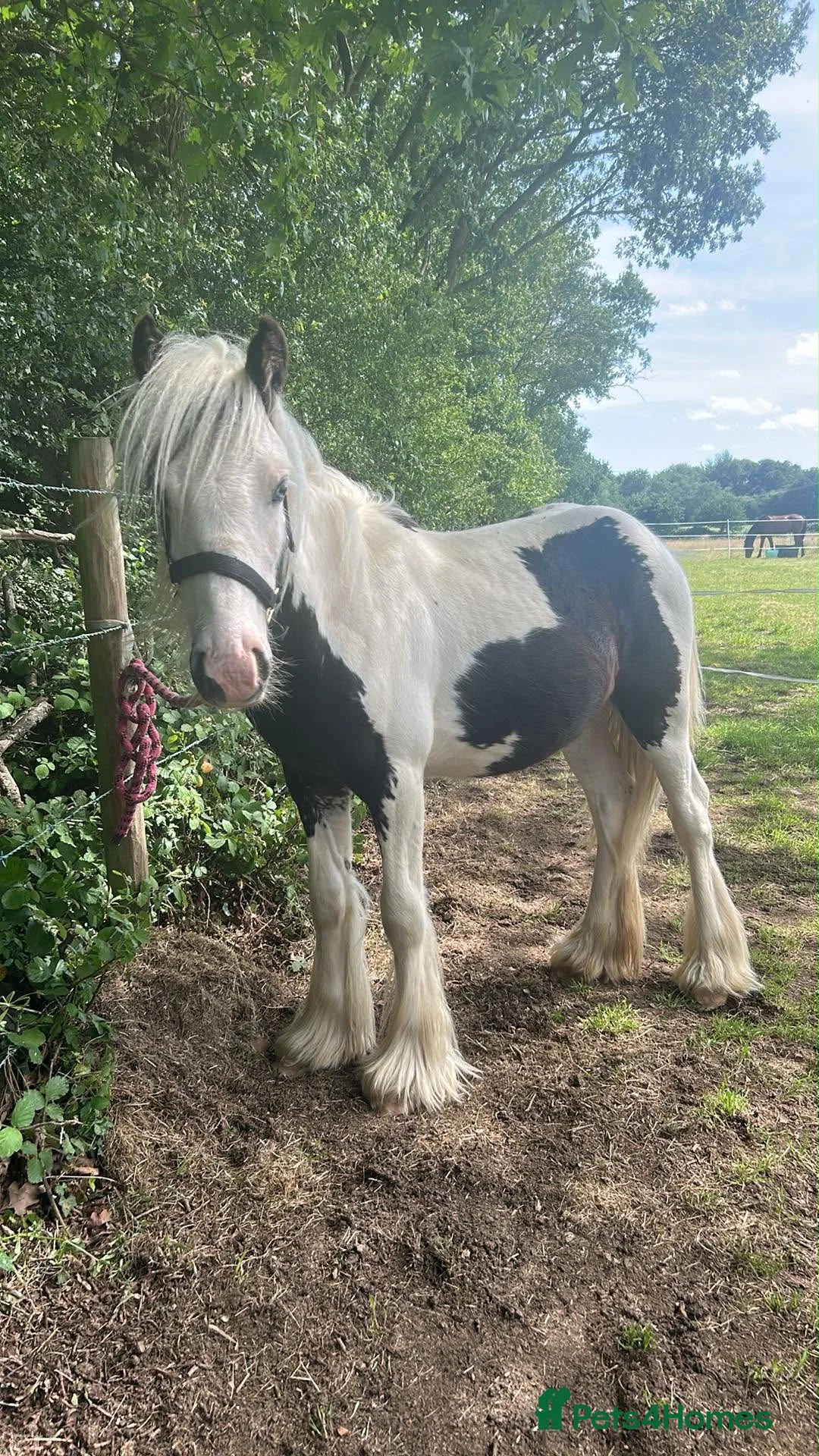 Irish Cob horses for sale: Patch yearling cob colt  in Luton - Advert 2