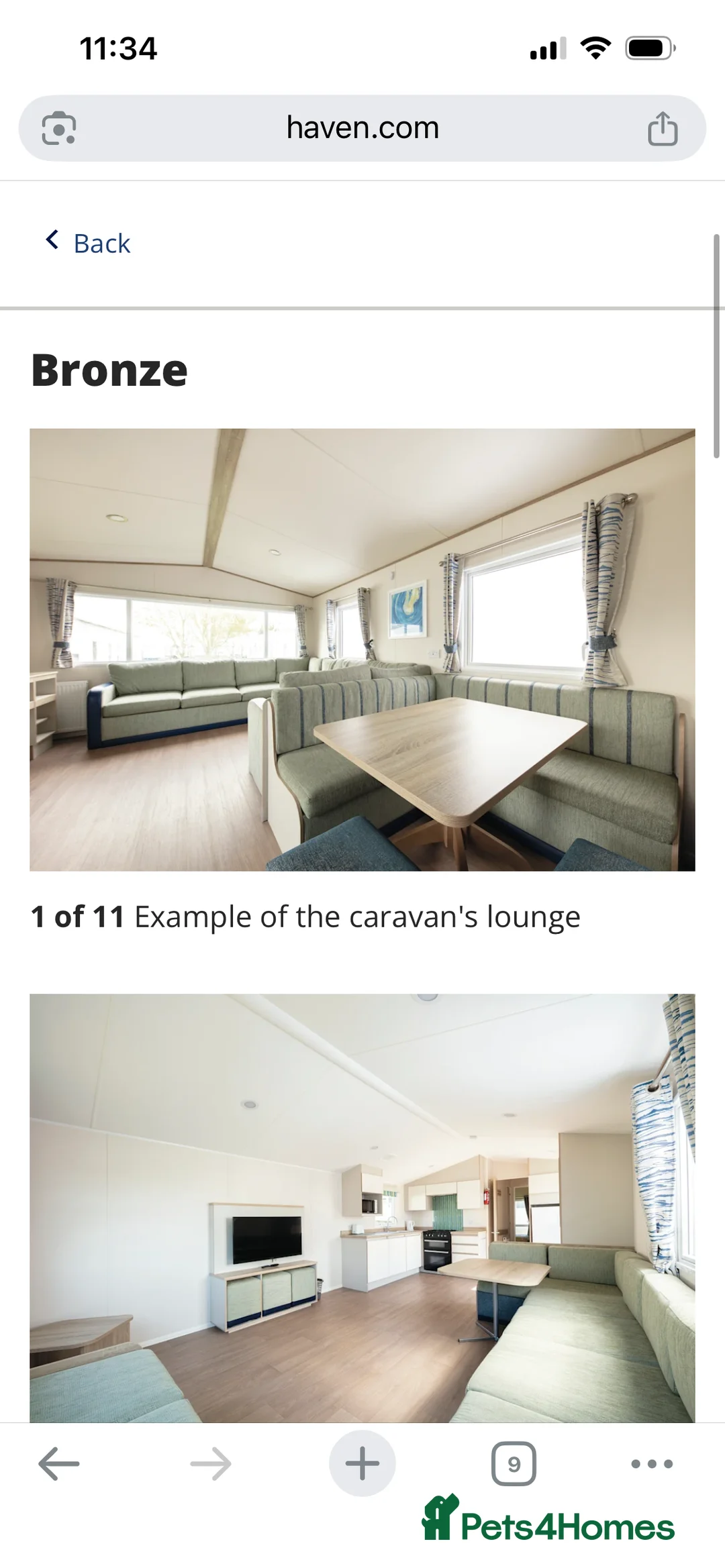 Maine Coon cats for sale: Two Beautiful Male Kittens - Advert 10