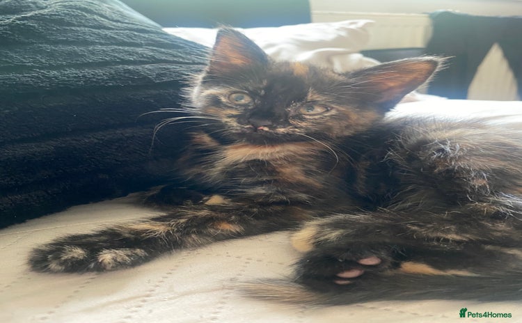 Domestic Shorthair cats - Advert 3