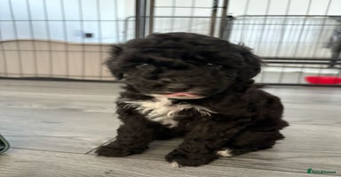 Poochon dogs - Advert 5