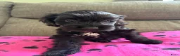 Cockapoo dogs for sale: 2x cockapoo puppies - Advert 3